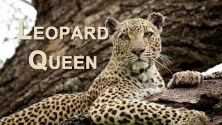 LEOPARD QUEEN