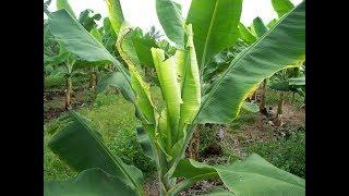 Banana Bunchy Top in Hawaii