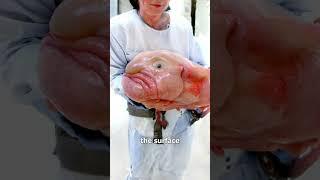 The Blobfish Is NOT Ugly  (here's why)