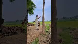 Tree vfx magic funny video #magic #funny #comedy #short