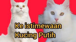 tahukah anda,5 fakta tentang kucing putih,