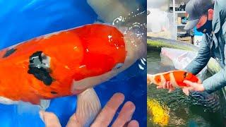 My New Koi Fish Arrived! *Colorful Sanke