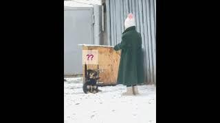 Юная Дрессировщица в деле #нашажизньлн#собака#дрессировка