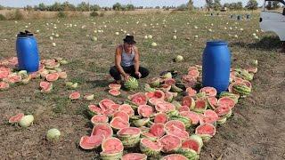 "Южный поток". Заготовка браги-самогона из арбуза, сорт "Волгоградец" выращенный в бурунах. Самогон.