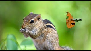 Indian palm squirrel Katunayake | Wilpattu Sri Lanka #shorts #shortvideo