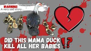 My Muscovy Hen Killed All Her Babies! (GRAPHIC)