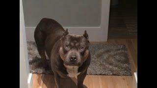 Amazing Funny Talking Dog Bully Pit Bull Compilation