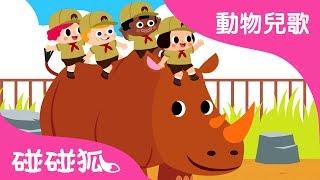 要是你去動物園 | 動物兒歌 | 碰碰狐pinkfong！兒童兒歌