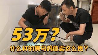 花53万？买一堆切垮的翡翠乌鸡料？锋哥疯了？| 石掌柜陈锋 | 玉雕大师 | 私人定制 | 翡翠雕刻 | 玉石雕刻 | 中国传统技艺 | 中国传统文化