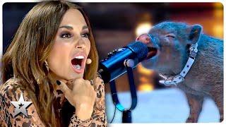 ASTONISHING Animal Auditions on Spain's Got Talent!