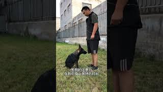 狗狗注意力训练方法#宠物狗 #训犬