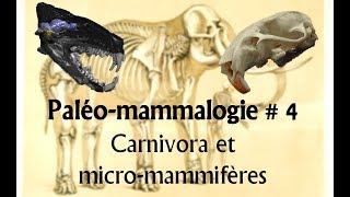 Paléomammalogie #4 Carnivora et Micro-mammifères