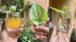 पान की बेल कैसे लगाएं/ How to grow & care Betel leaf Plant Vine