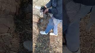 New Born Stray puppy mother calling sound | Mountain Village | Nature Buddies #viralshorts #ytshorts