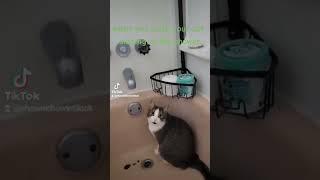 Caught My Cat Singing In The Shower #pets #cat #catsinging #singer #rockstar #catinthebath