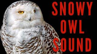 SNOWY OWL SOUND EFFECTS - Hooting and Screeching