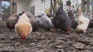 Bird Flu | California Senate committees discuss next steps as disease shows signs of slowing down