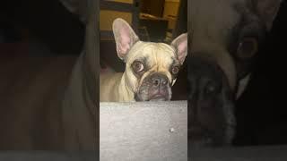 Judging French Bulldog  #judging  #frenchbulldog #dogdad