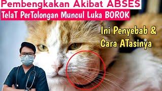 CARA MEREDAKAN PEMBENGKAKAN ABSES PADA KUCING || drh Mirza Yusa || Dokter Hewan