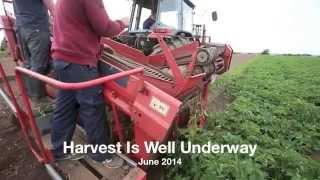 Comber Potato Company Harvesting