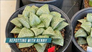 Trim roots, remove offsets and take leaves for propagation from Renny's Haworthia hybrid cv '3D'