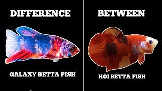 DIFFERENCE BETWEEN GALAXY AND KOI BETTA FISH