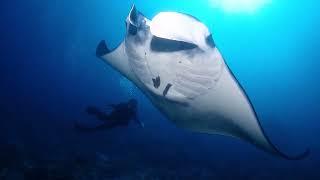 Diving in BALI 2023 - with the BEST rated diving school in all of Bali (Dive spot - Nusa Penida)