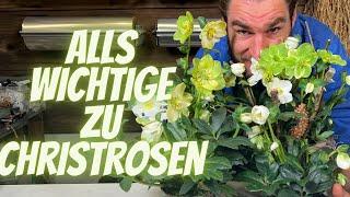 Alles über Christrosen - Die Königin vom Winter - Helleborus niger - Pflegetipps und mehr