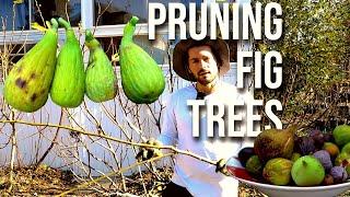 How to Prune OVERGROWN & TALL Fig Trees