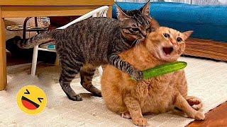 Best Funniest Cats  - Don't try to hold back Laughter  Funny Cats 2023 #5