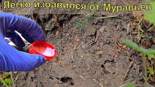 Муравьи боятся этого как ОГНЯ! Уход за садом