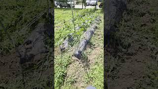 귀농귀촌 밭메는 요령  #귀농귀촌 #귀촌생활 #조경과구들장 #farming #나무심기 #귀농 #전원주택 #귀촌 #노하우 #diy #예초기 #호미