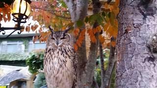 [Japan] 湯布院フローラルビレッジ フクロウの森 Yufuin Floral Village - Owl Village In Oita Kyushu