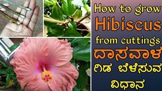 ದಾಸವಾಳ ಗಿಡ ಬೆಳೆಯುವ ವಿಧಾನ | How to grow Hibiscus From Cuttings | Water rooting Method in Kannada