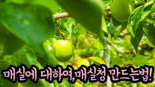 [삼다도TV] 매실에 효능,역사 입맛을 돋구는 매실청 만드는법! 직캠