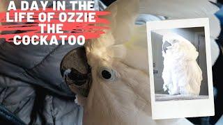 A Day in the Life of Ozzie the Cockatoo...What does a Pet Cockatoo do all day??