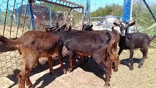 κατσίκια Λιβαδειάς μικτής απόδοσης ️ Greek goats of Livadia