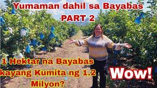 Diskarte para Mabilis Yumaman sa Bayabas | From 2 Hektar to 14 Hektars Bayabas Farm PART 2