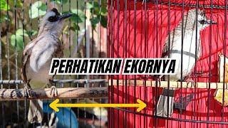 PILIH BURUNG TRUCUKAN OMBYOK YANG EKORNYA NGUMPUL ATAU TIDAK MEKAR