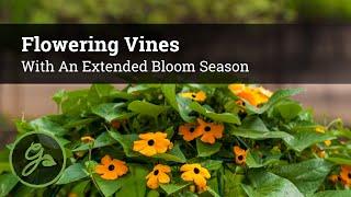 Flowering Vines with an Extended Bloom Season