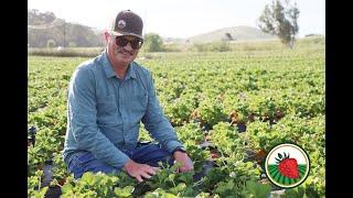 Weed Management in Strawberry • Steve Fennimore, Univ. of CA Cooperative Extension, Salinas CA