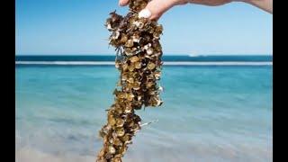 University Scientists Study Sargassum in Cozumel: Research to Mitigate the Impact of Sargassum