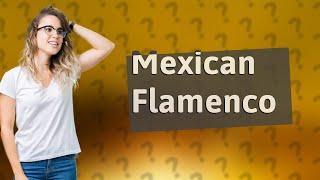 Is there Mexican flamenco?