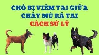 Chó Bị Viêm Tai Giữa / Chảy Mủ Rã Tai / Cách Sử Lý