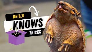 My Six-Banded Armadillo Knows Tricks!