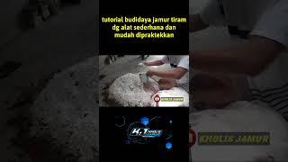 TUTORIAL BUDIDAYA JAMUR TIRAM SEKALA RUMAHAN