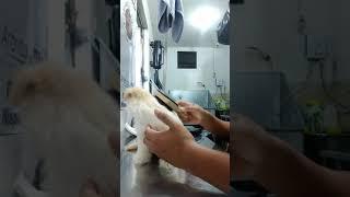 Peluqueria canina a domicilio 940579108