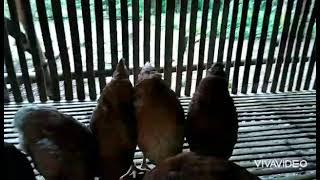 Rhode Island Red & ISA Brown 2 months old