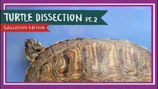 Turtle Dissection (Part 2. Internal Anatomy) || Behold the World in Pause