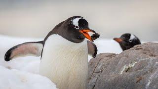 Penguin Steals a Rock | Antarctica